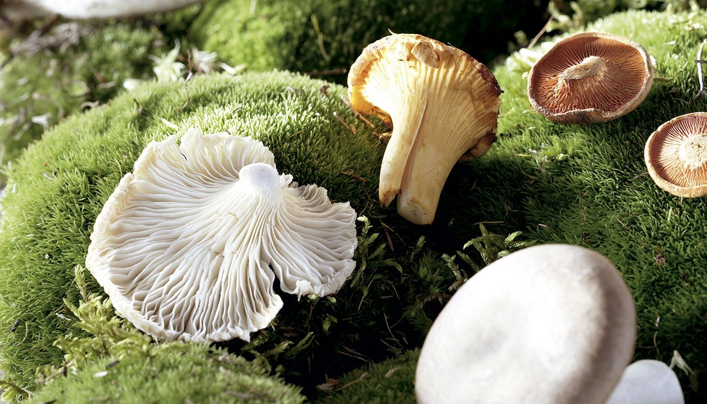 Moneras, protoctistas y hongos. | Genially