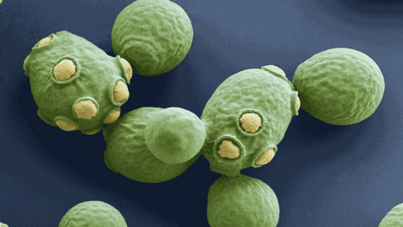 Moneras, protoctistas y hongos. | Genially