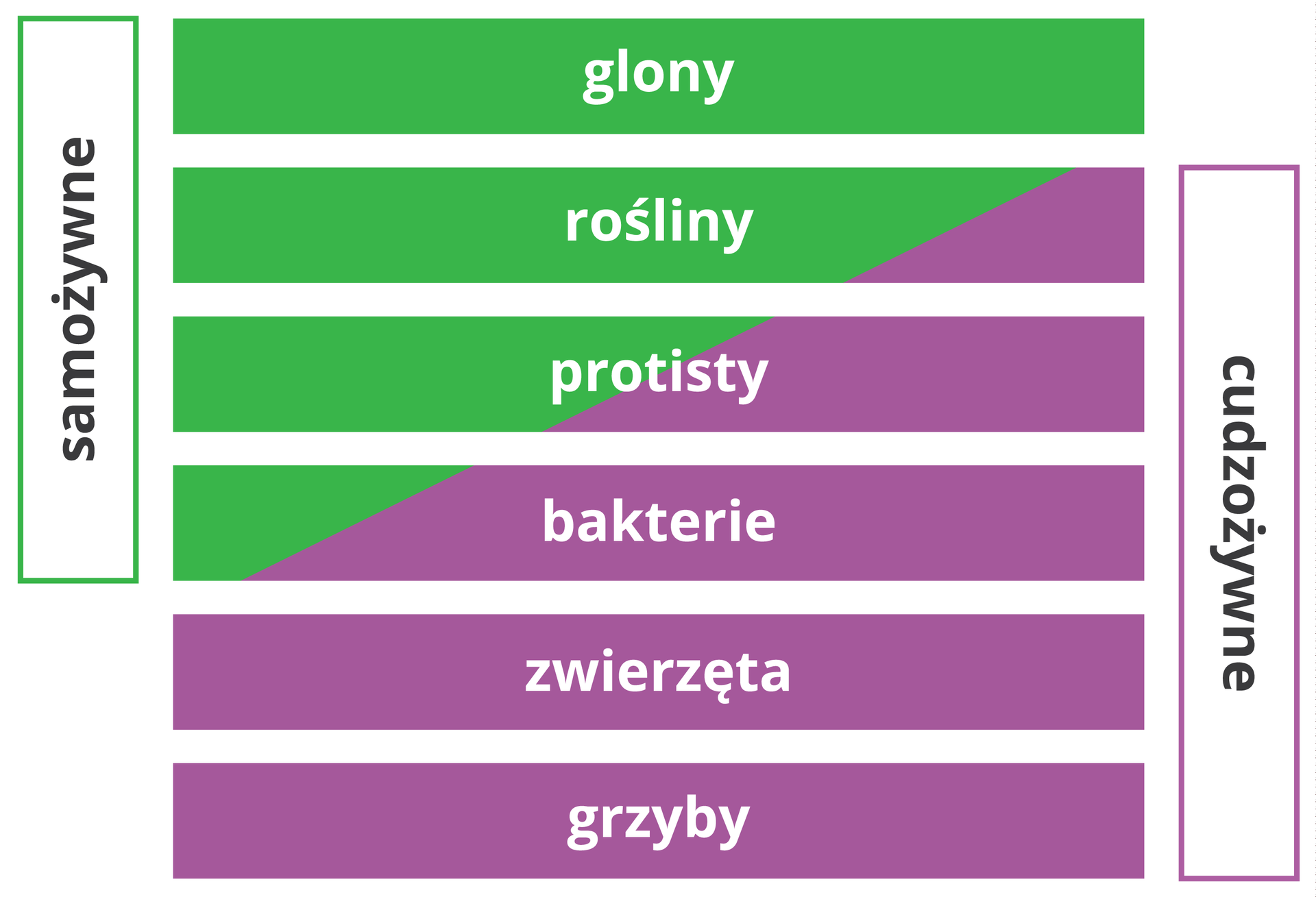 Cudzożywność, klasa 5 by Agnieszka Sokołowska on Genially