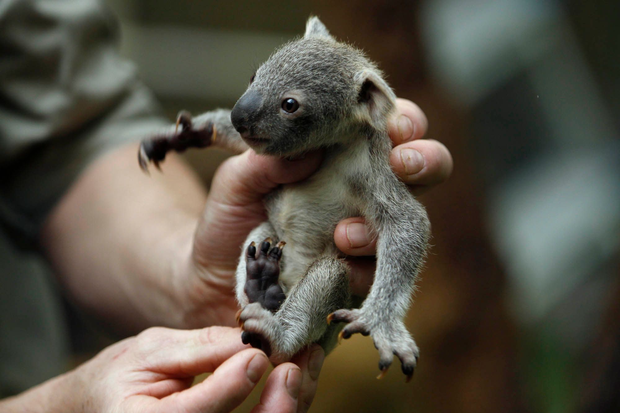 Sauver Le Koala