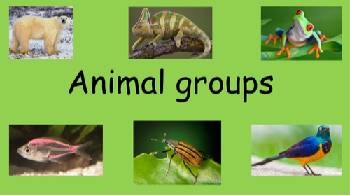 Tiger 3 Unit 2 Animal Groups