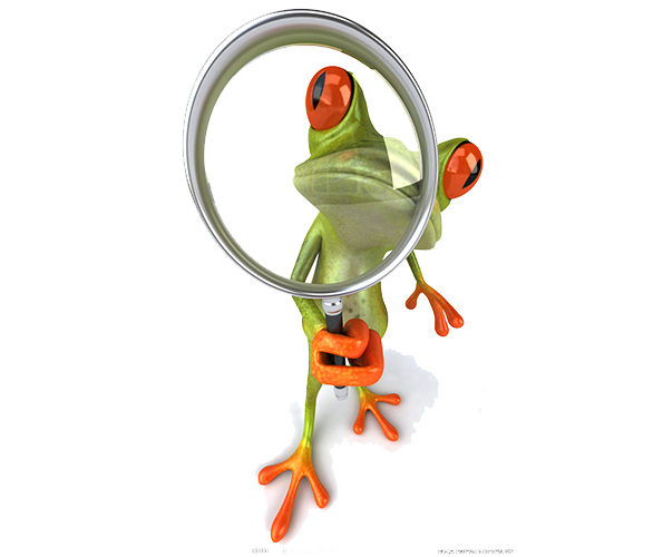 PRESENTATION RETICULATE GLASS FROG