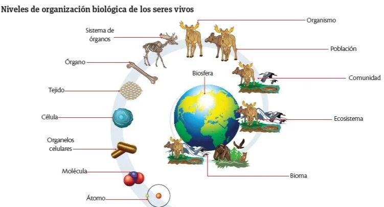 NIVELES DE ORGANIZACION BIOLOGICA