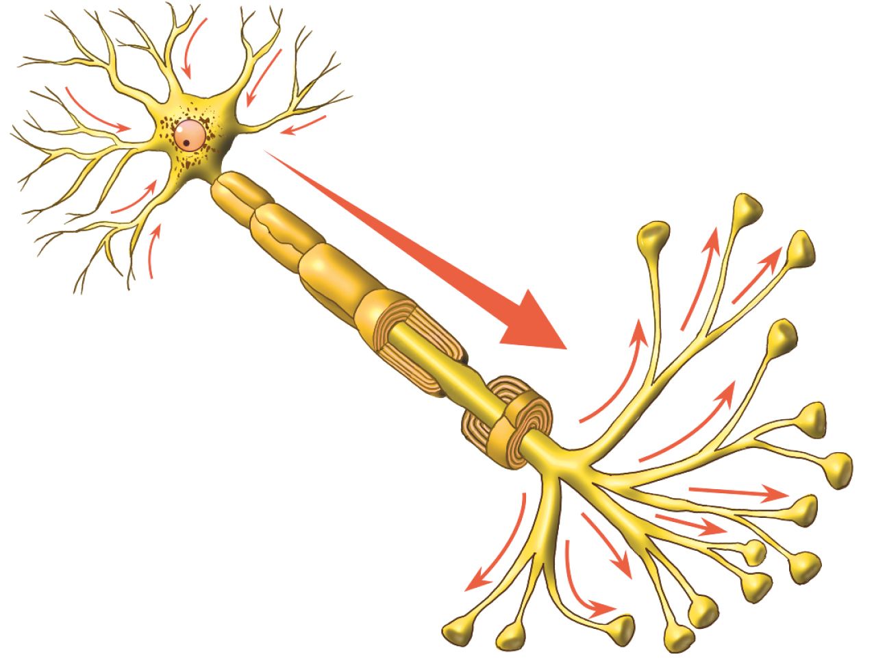 Com E Fatto Il Neurone