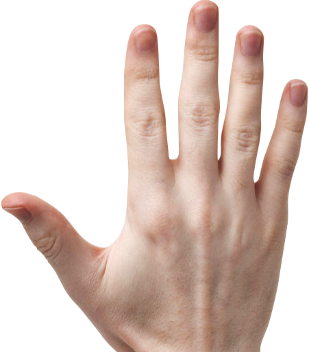 Length of fingers