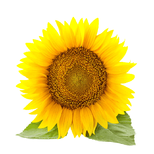 Опис різдва