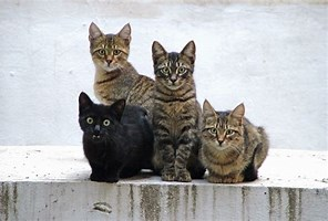 Les Races De Chats By Dr2a On Genially