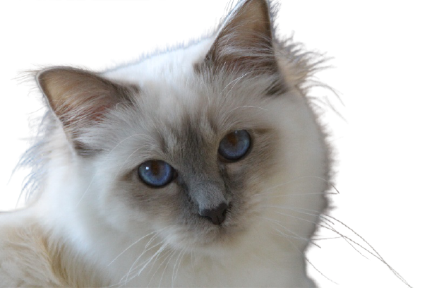 Expose Sur Les Chats By Maison Burguete On Genially Expose Sur Les Chats By Maison Burguete On Genially