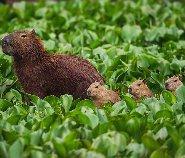 CAPIBARA