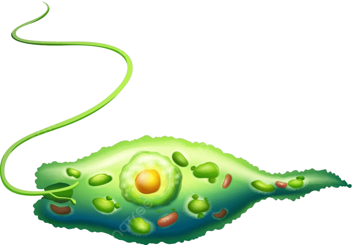 Los 5 reinos | Genially