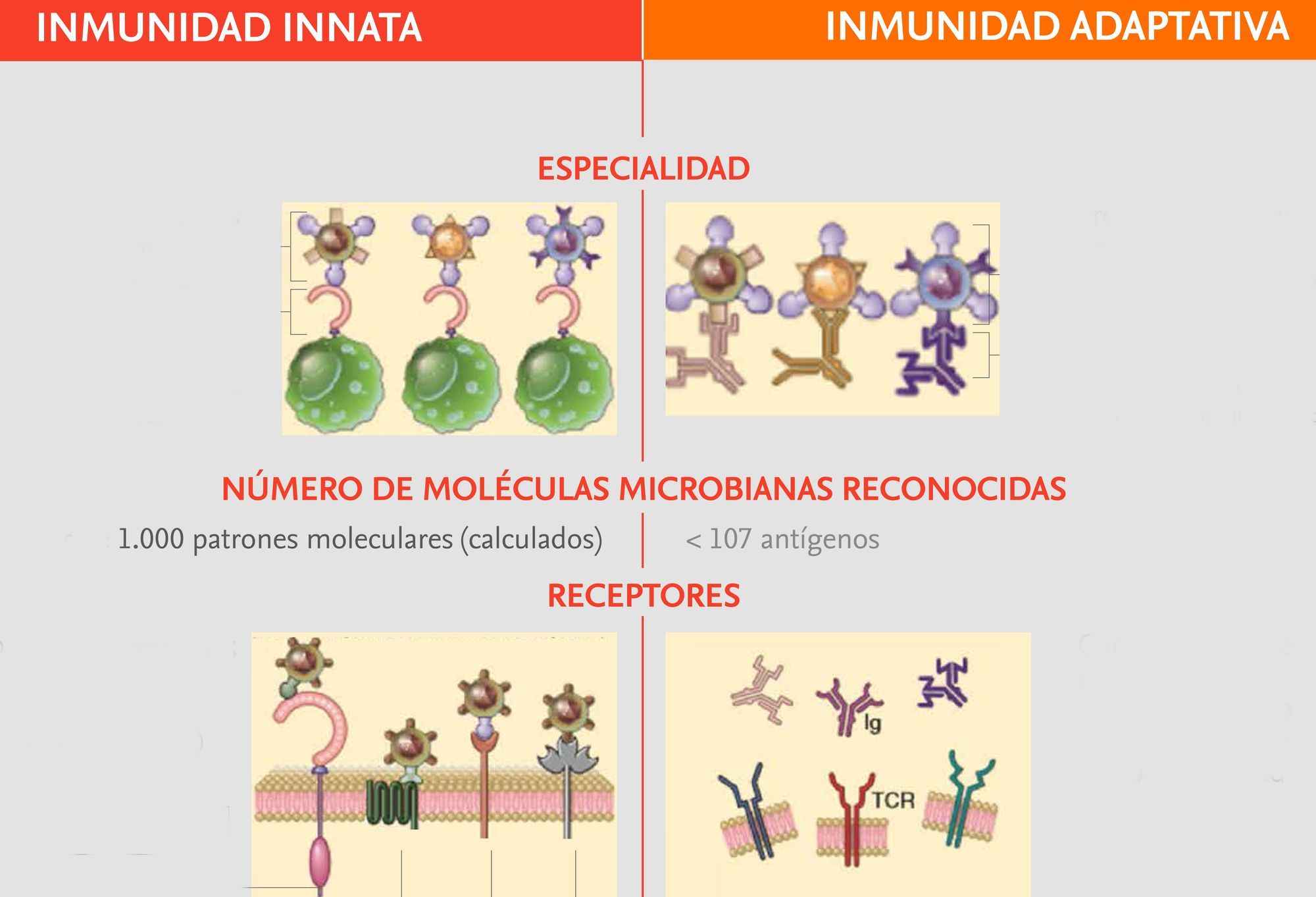 DIFERENCIAS SISTEMA INMUNE INNATO Y ADQUIRIDO
