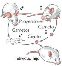 Reproducción Sexual en animales | Genially