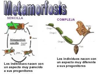 Reproducción Sexual en animales | Genially