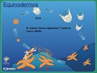 Reproducción Sexual en animales | Genially