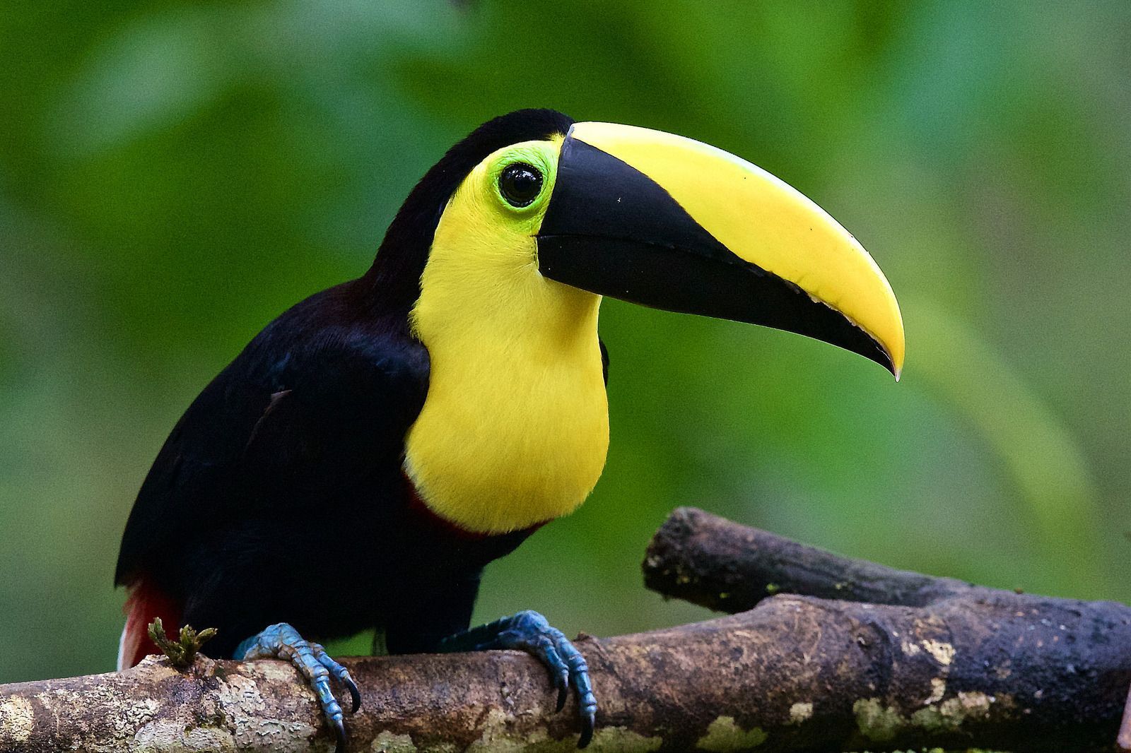 Amazing Animals Project (English) | Genially