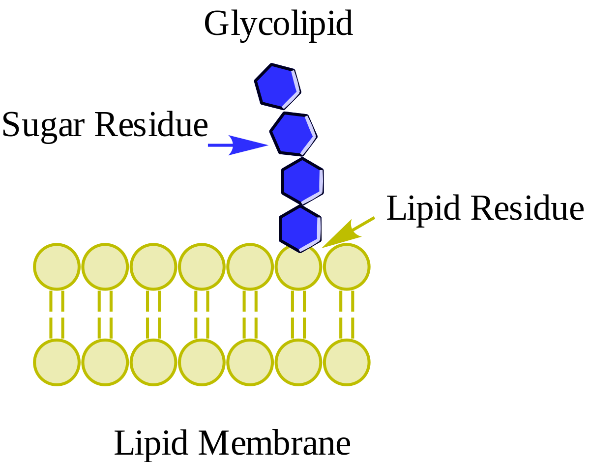 LIPÍDOS MEMBRANA CELULAR