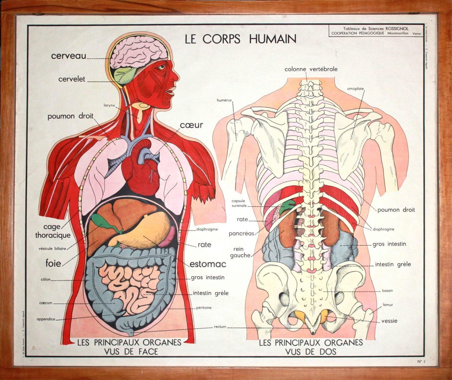 Ossature Du Corps Humain Sch ma Squelette Corps Humain UKOBBQ