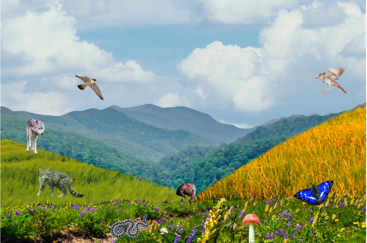 Speculative application