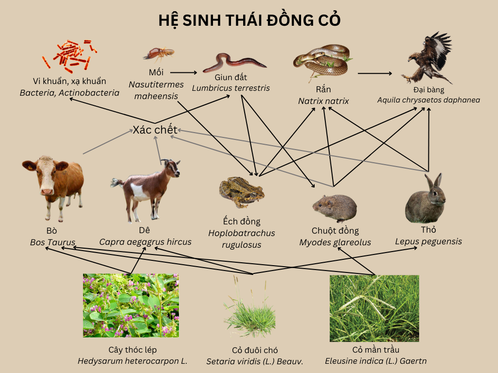 9F2_N4_Hệ Sinh Thái Đồng Cỏ | Genially