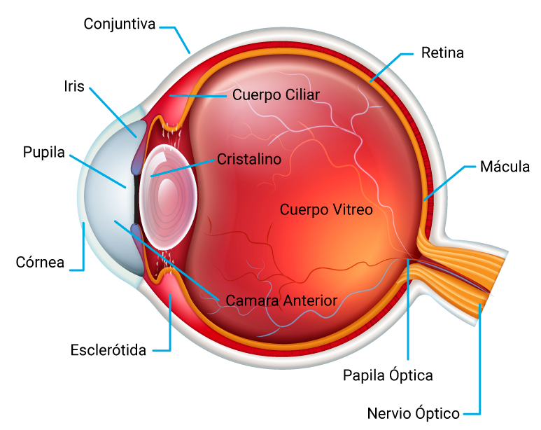 Anatomía Del Sistema Visual PPT EL SENTIDO DE LA VISTA PowerPoint