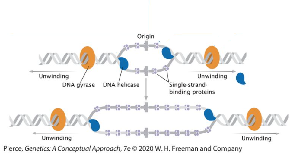 Sample Genetics | Genially