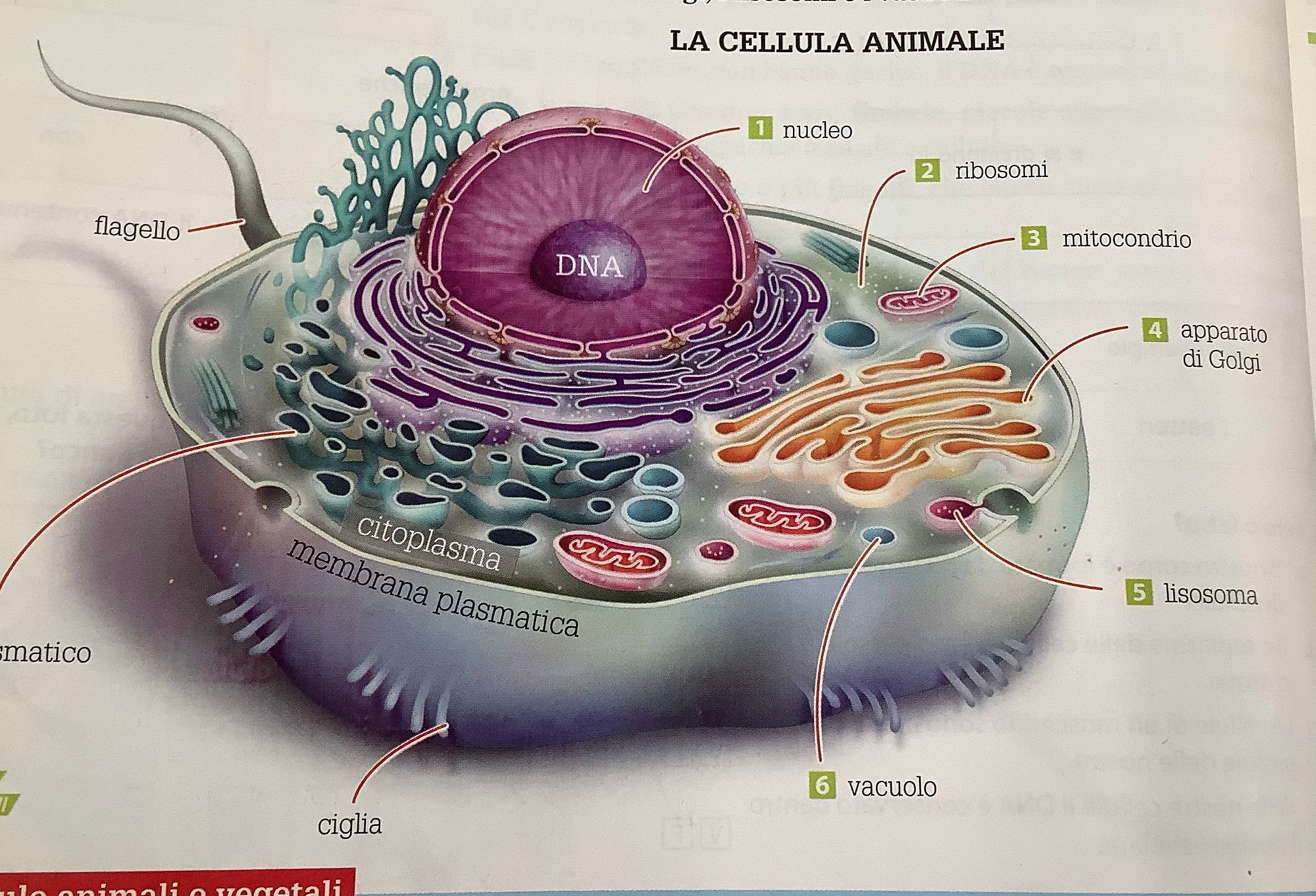LE CELLULE GRUPPO C ID | Genially