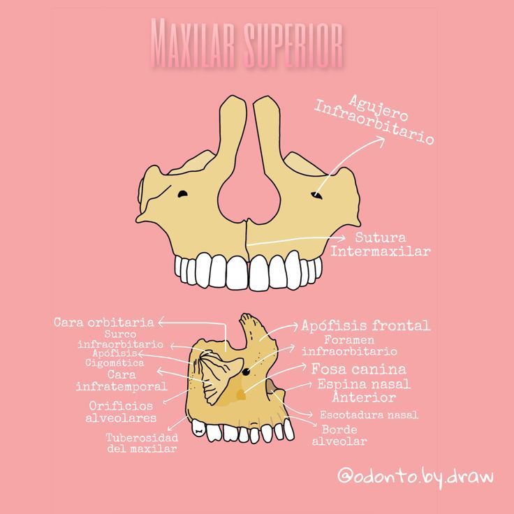 Anatomía Del Maxilar Y La Mandíbula Maxilar Inferior O Mandíbula