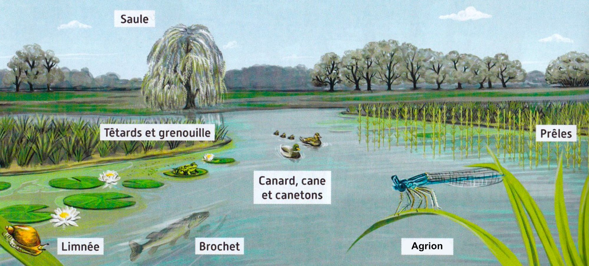 Biodiversité Actuelle Et Passée Page De Garde 6 6ème Comparaison Marais Biodiversité passée | Genially