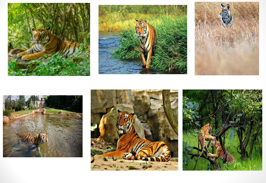 EL TIGRE DE BENGALA | Genially